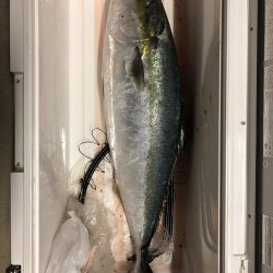 ついに波止から初ブリ‼️