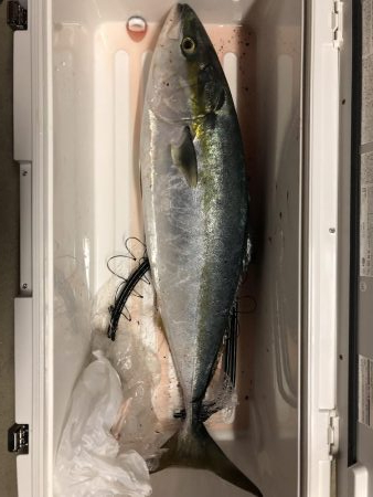 ついに波止から初ブリ‼️