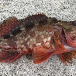 ショアジギング