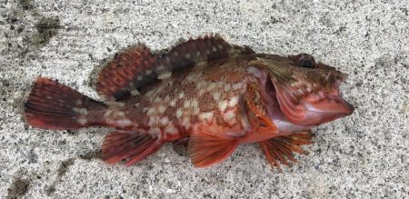 ショアジギング