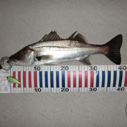 シーバスフィッシング