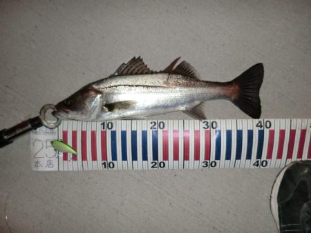 シーバスフィッシング