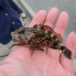 ファミリーフィッシングの爆春には程遠い