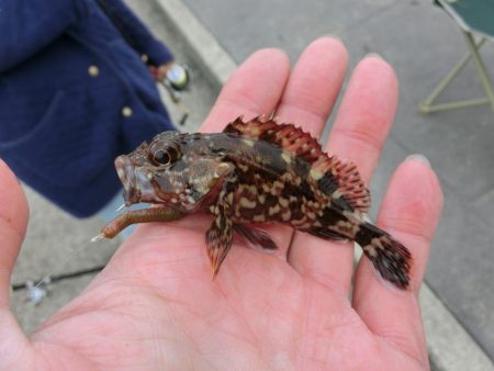 ファミリーフィッシングの爆春には程遠い