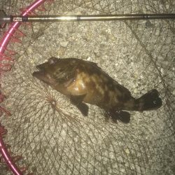 メバル・ガシラ