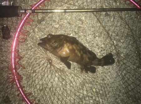 メバル・ガシラ