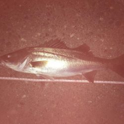 敦賀バチ抜けシーバス