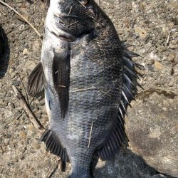 イチノ兄弟、釣果!