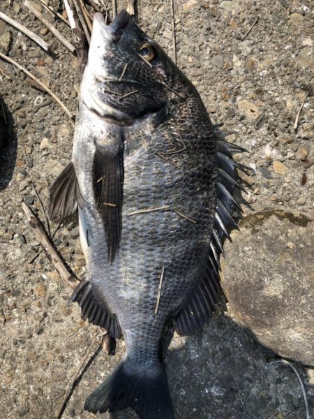 イチノ兄弟、釣果!