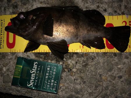 メバリングフィーバー!