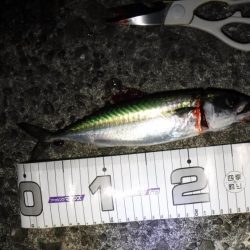 ライトフィッシング×生エサ＝7魚種達成