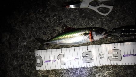 ライトフィッシング×生エサ＝7魚種達成