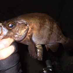 小潮強風のなかメバリング