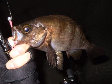 小潮強風のなかメバリング