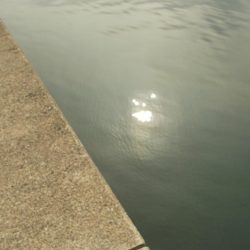 紀ノ川/落とし込みで真チヌ46cm