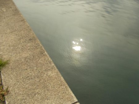 紀ノ川/落とし込みで真チヌ46cm