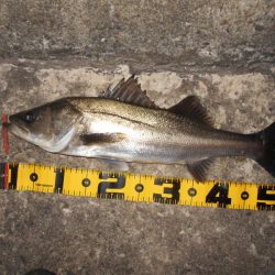 モルビドに高反応♪。