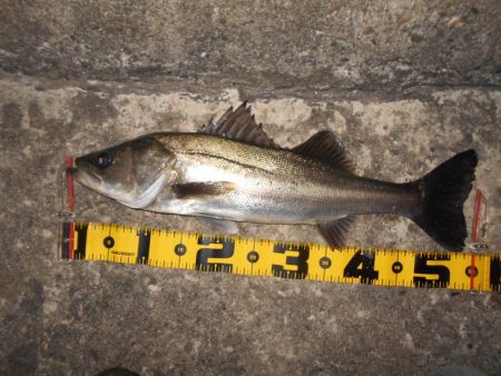 モルビドに高反応♪。