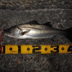 モルビド24がベストマッチ。