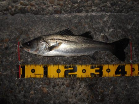 モルビド24がベストマッチ。