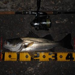 サイズ出ないねぇ～。