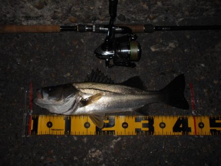 サイズ出ないねぇ～。