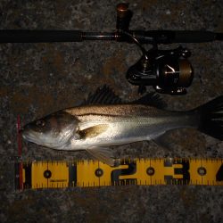 イワシパターン?で入れ食いを楽しんでみる♪