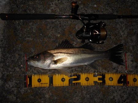 イワシパターン?で入れ食いを楽しんでみる♪