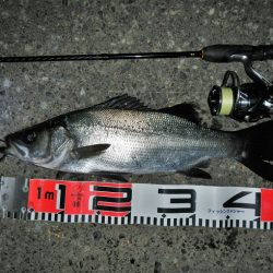 良い引きでした