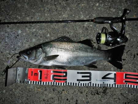 良い引きでした