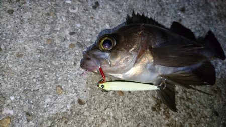 今夜は活性高め？！