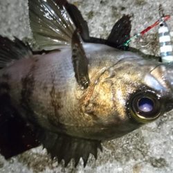 爆風X向かい風Xメバリング