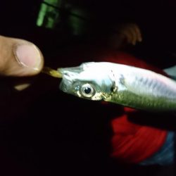 アジ&サバにフラれてメバリング