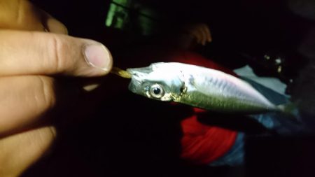 アジ&サバにフラれてメバリング