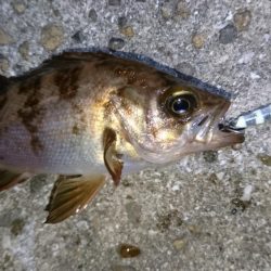 今夜の潮は動かず厳しい