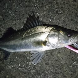 バチ抜けシーバス