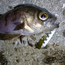 今夜もジグパラメバリング