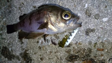 今夜もジグパラメバリング