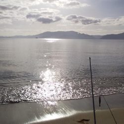 サーフからシロギス狙い