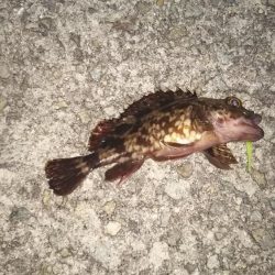 満月ライトゲーム