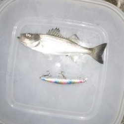 清々しい(キヨキヨしい)