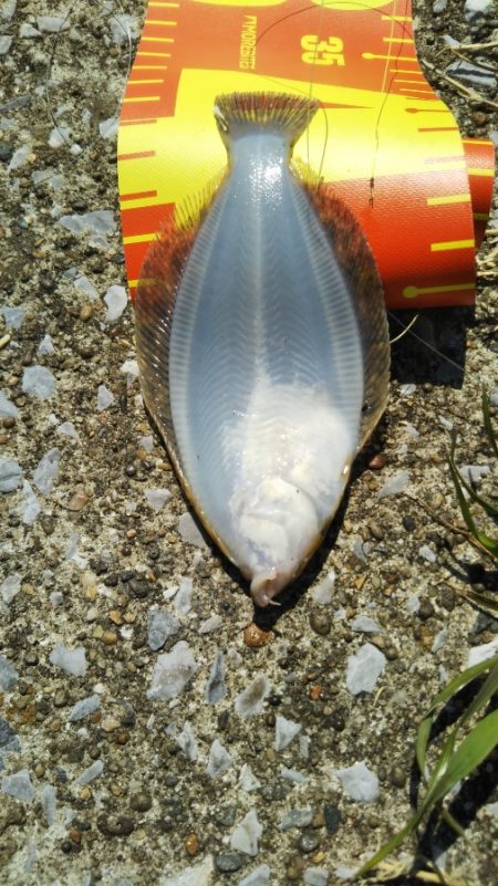 マイクロでも楽しいオールスター五目釣り♪