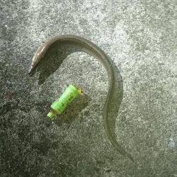 アオリイカ釣りしてるのに！