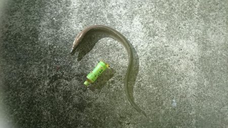 アオリイカ釣りしてるのに！