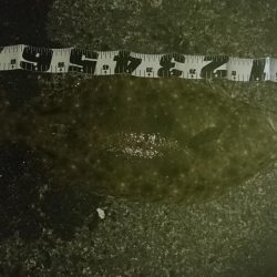 またもやアオリイカじゃない！