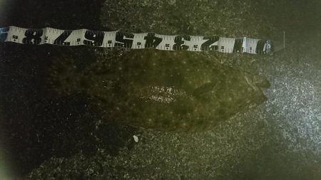 またもやアオリイカじゃない！