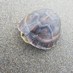 久しぶりのヒラメ