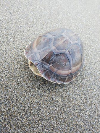 久しぶりのヒラメ