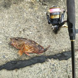 平成最後はコウイカ爆