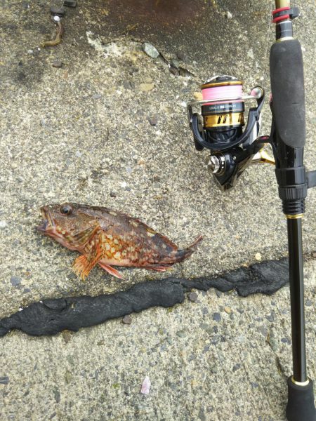 平成最後はコウイカ爆